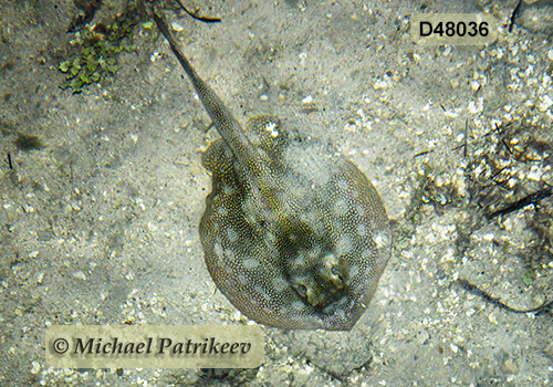 Yellow Stingray (Urobatis jamaicensis)